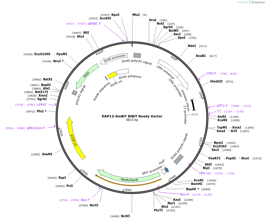 238799-plasmid-map-sequence-id-479914
