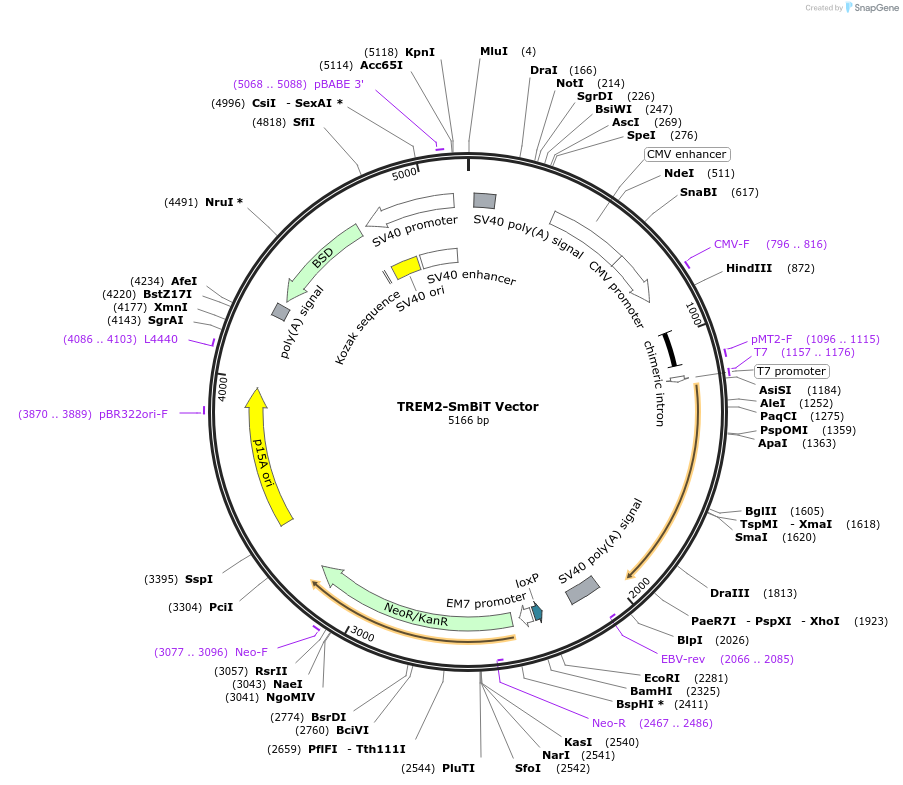 238801-plasmid-map-sequence-id-479915