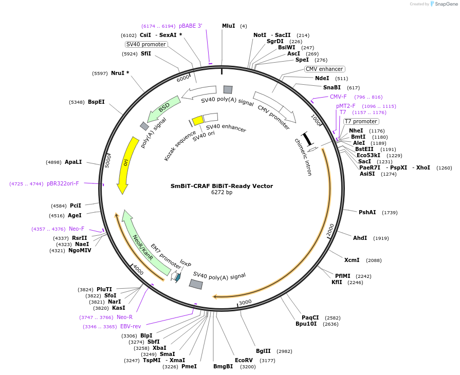 238807-plasmid-map-sequence-id-479917