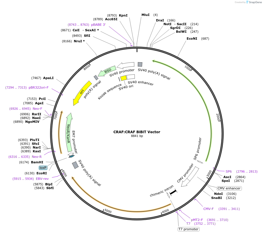 238808-plasmid-map-sequence-id-479918