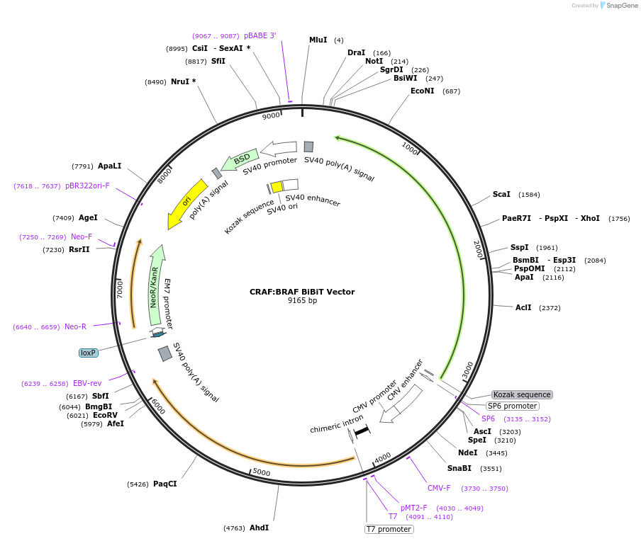 238810-plasmid-map-sequence-id-479919