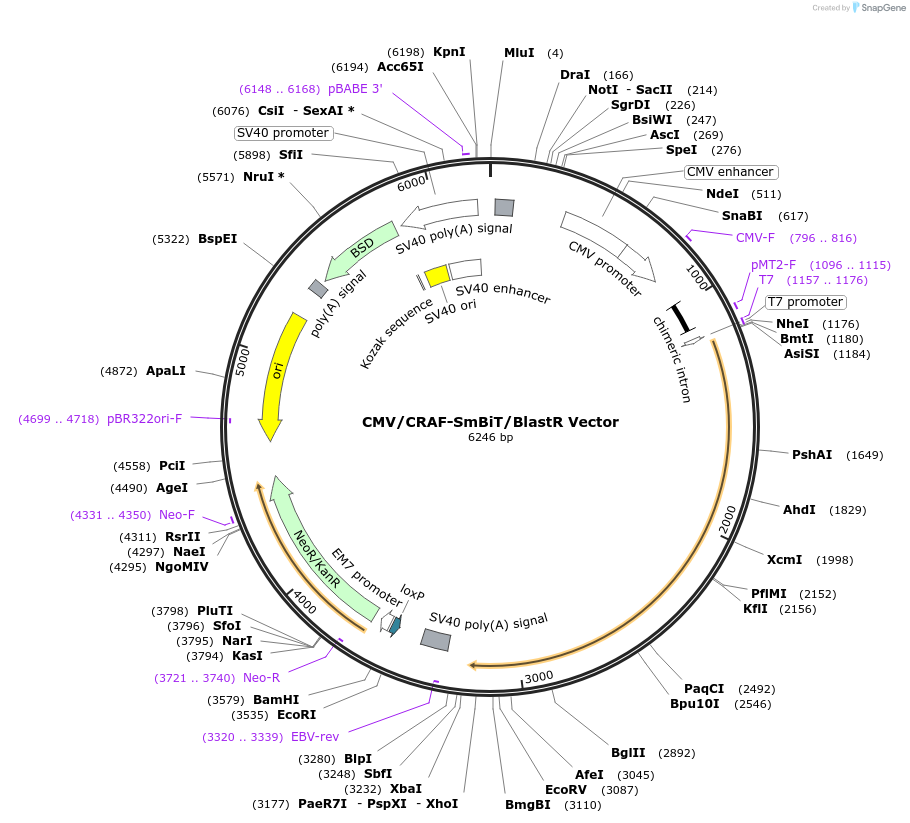 238811-plasmid-map-sequence-id-479920