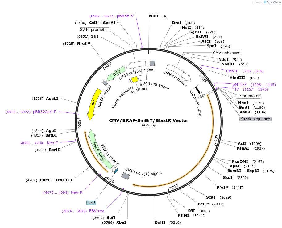 238813-plasmid-map-sequence-id-479921