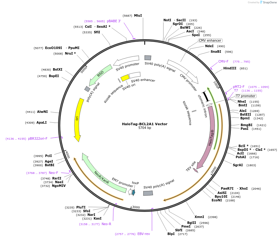 238830-plasmid-map-sequence-id-479922