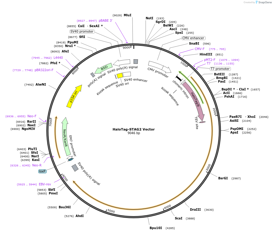 238685-plasmid-map-sequence-id-479924