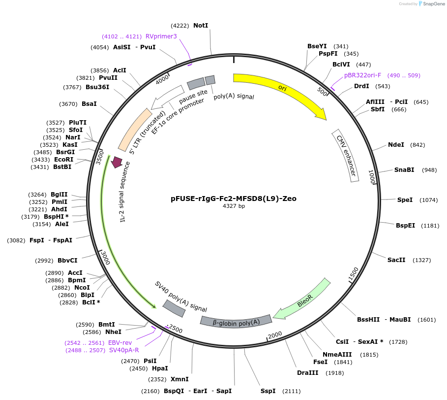 239947-plasmid-map-sequence-id-480221