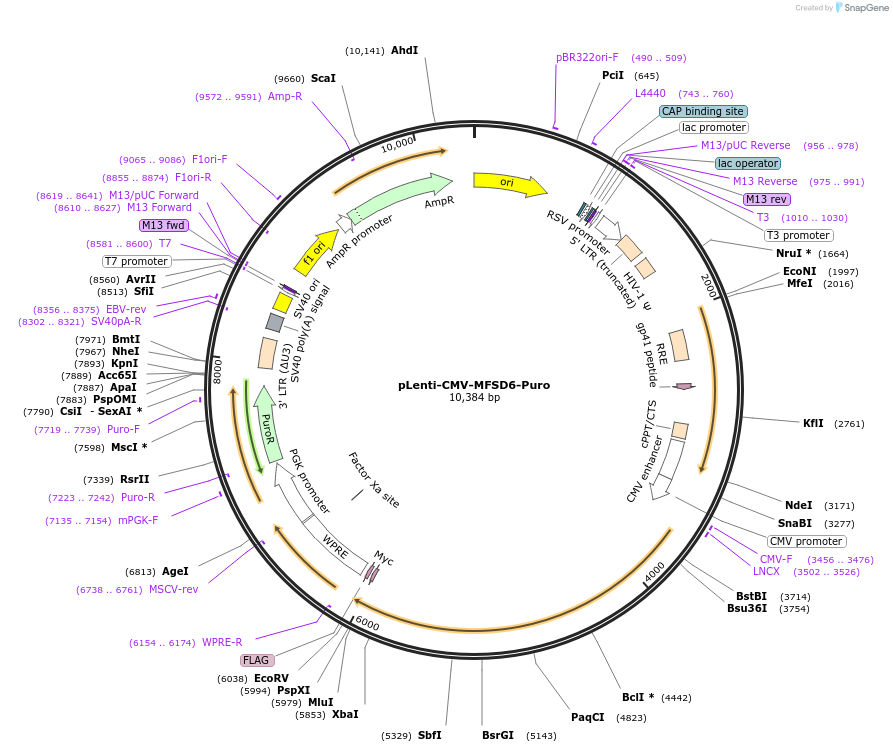 239953-plasmid-map-sequence-id-480223