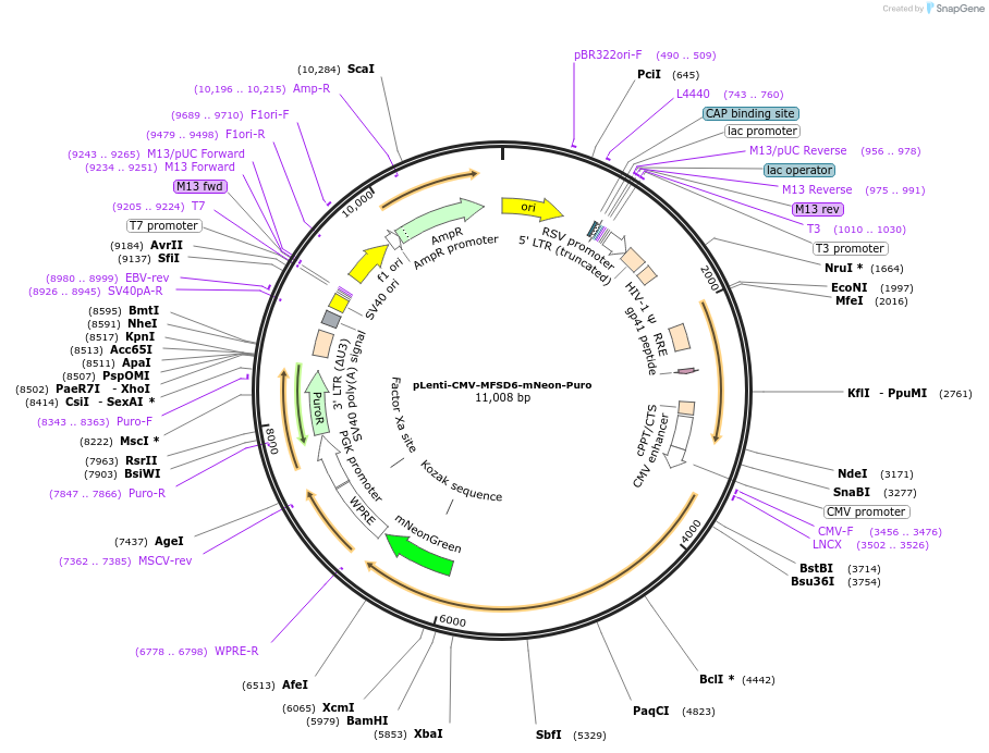 239955-plasmid-map-sequence-id-480225