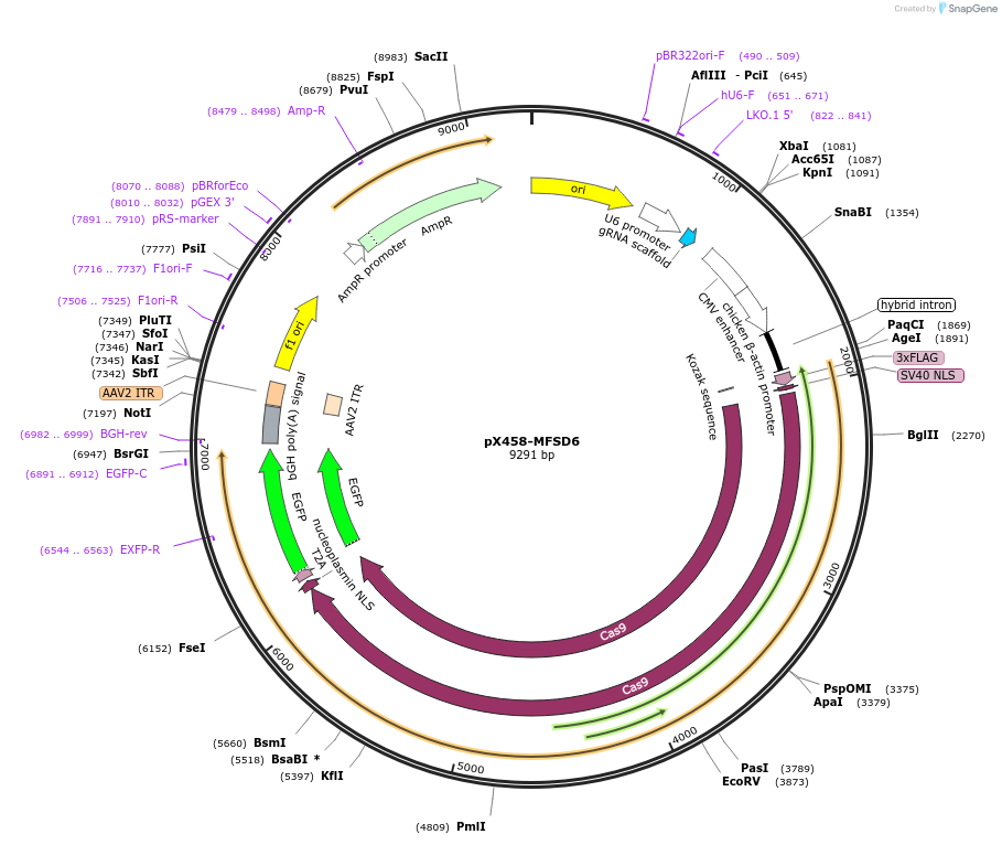 239951-plasmid-map-sequence-id-480227