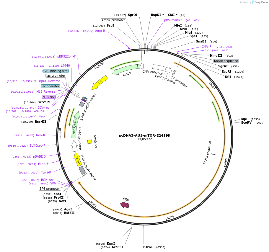 19994-plasmid-map-sequence-id-480229