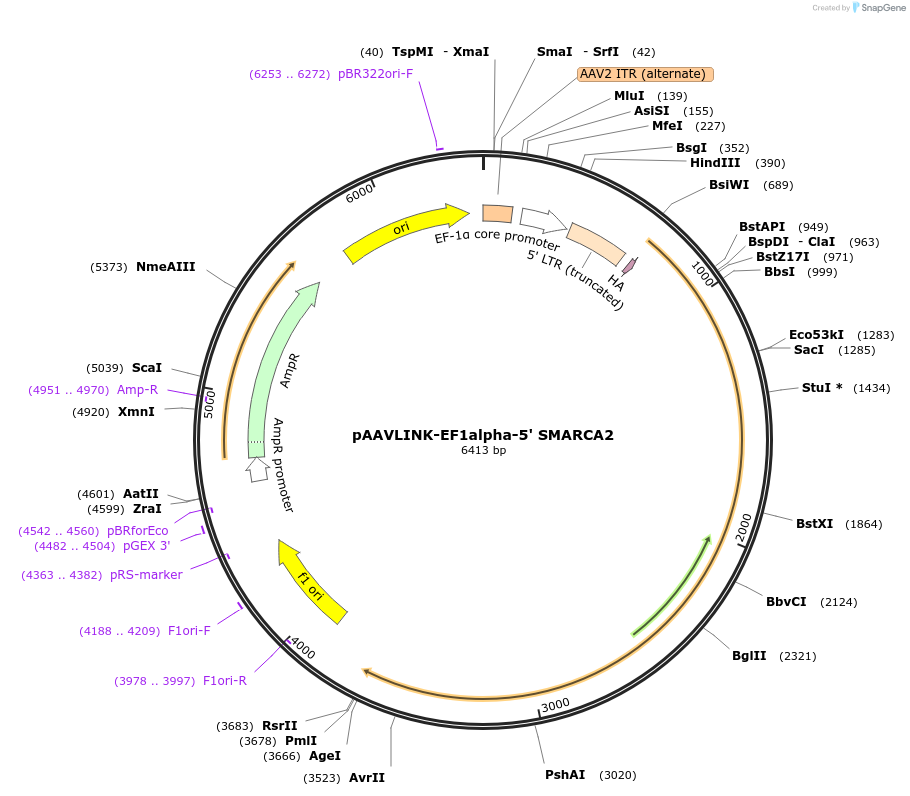 236652-plasmid-map-sequence-id-480230