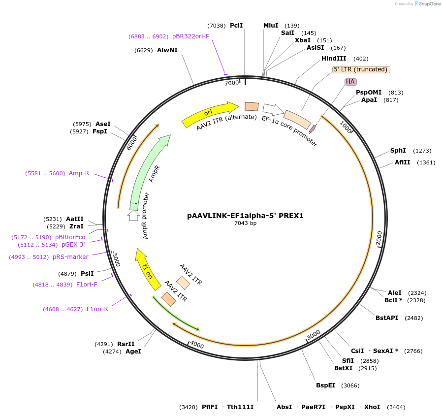 236708-plasmid-map-sequence-id-480231