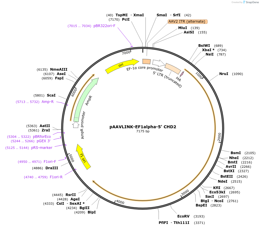 236658-plasmid-map-sequence-id-480233