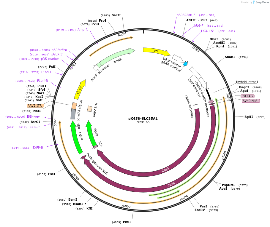 239952-plasmid-map-sequence-id-480234