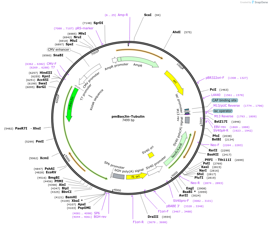 229566-plasmid-map-sequence-id-480245