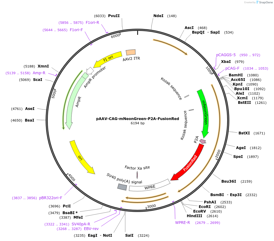 229570-plasmid-map-sequence-id-480247