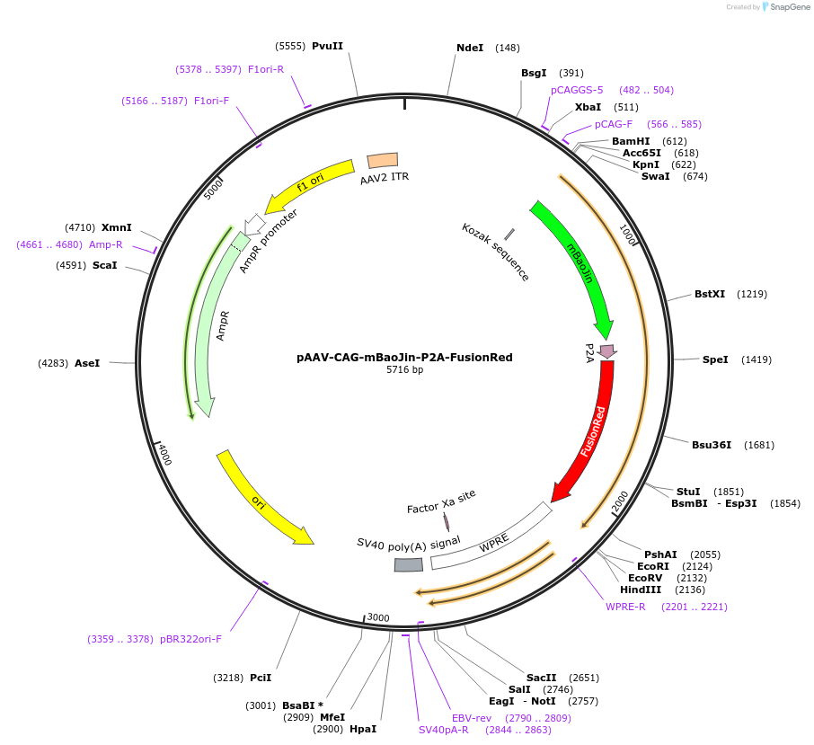 229572-plasmid-map-sequence-id-480261