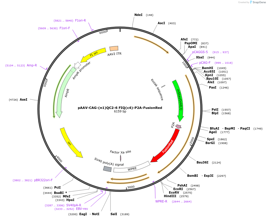 229573-plasmid-map-sequence-id-480265