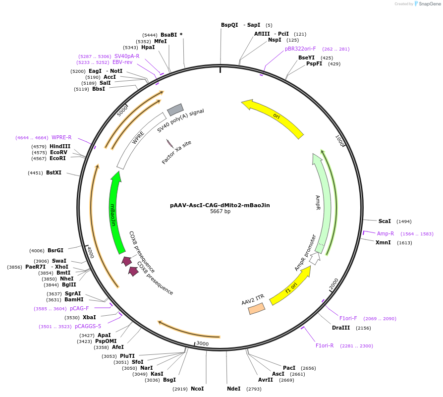 229575-plasmid-map-sequence-id-480273