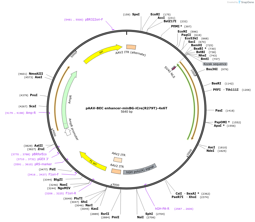236727-plasmid-map-sequence-id-480280