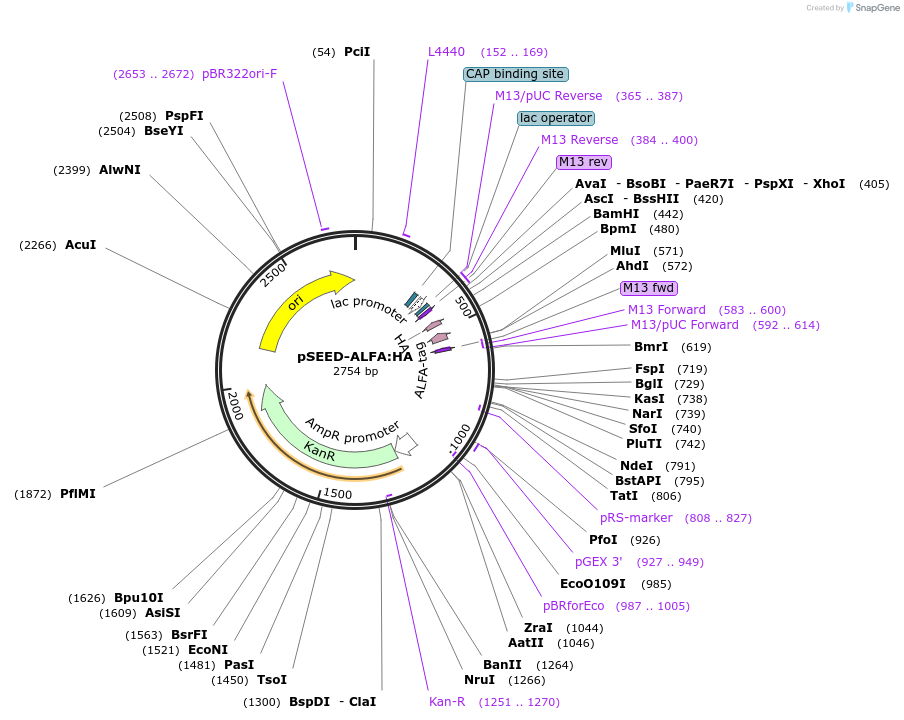 219646-plasmid-map-sequence-id-480339