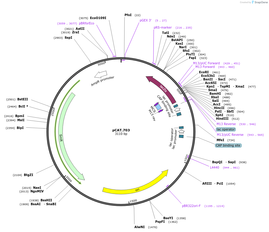 240217-plasmid-map-sequence-id-480514