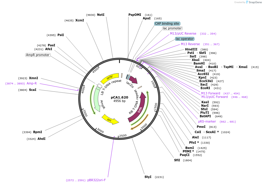 240219-plasmid-map-sequence-id-480515