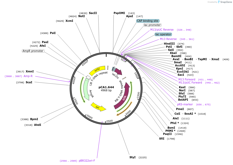 240218-plasmid-map-sequence-id-480516