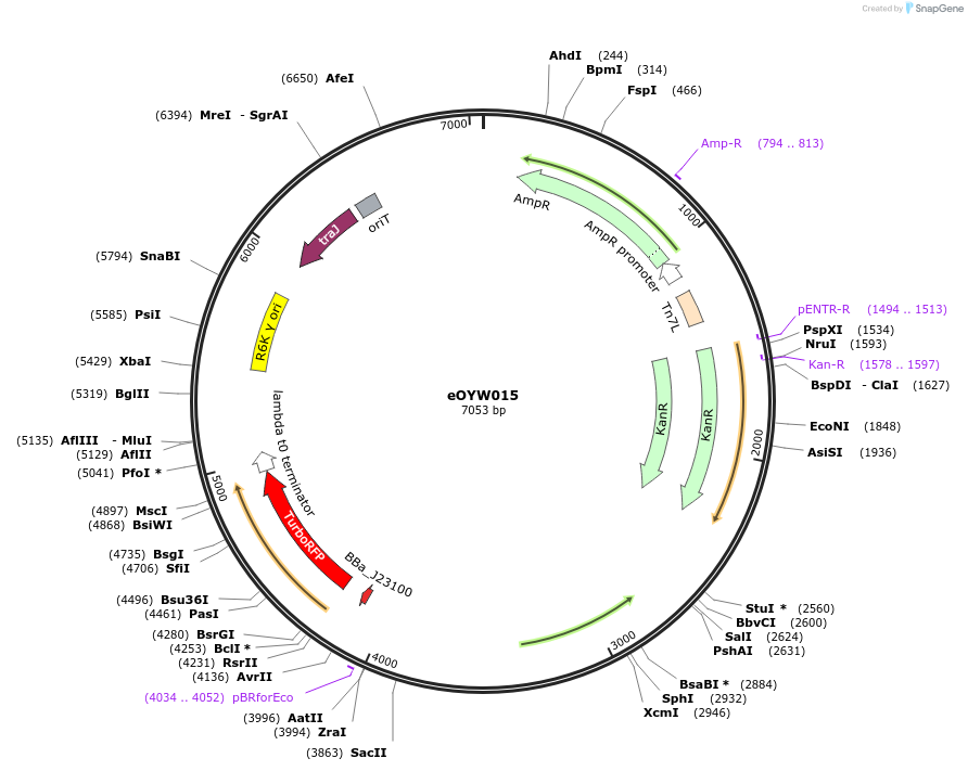 238395-plasmid-map-sequence-id-480526