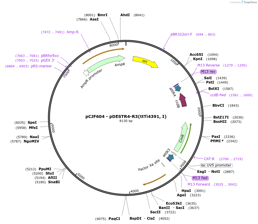 34861-plasmid-map-sequence-id-48054