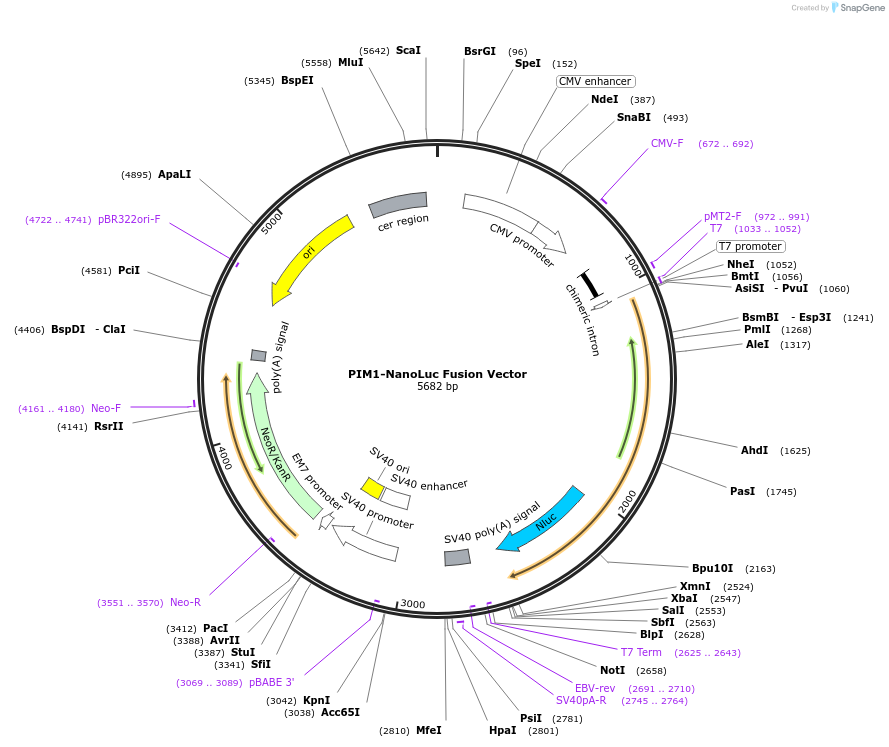 238879-plasmid-map-sequence-id-480605