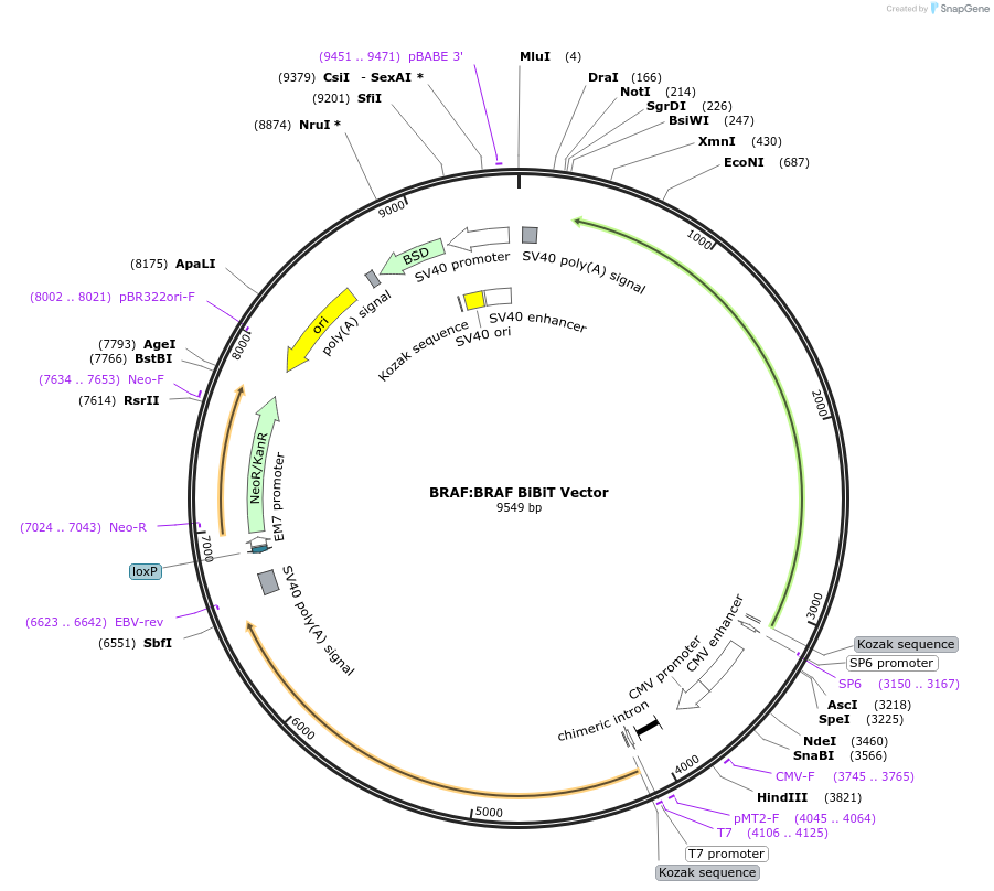 238809-plasmid-map-sequence-id-480606