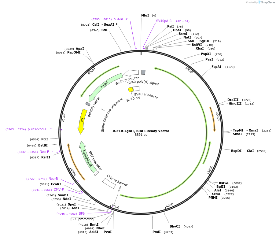 238771-plasmid-map-sequence-id-480607