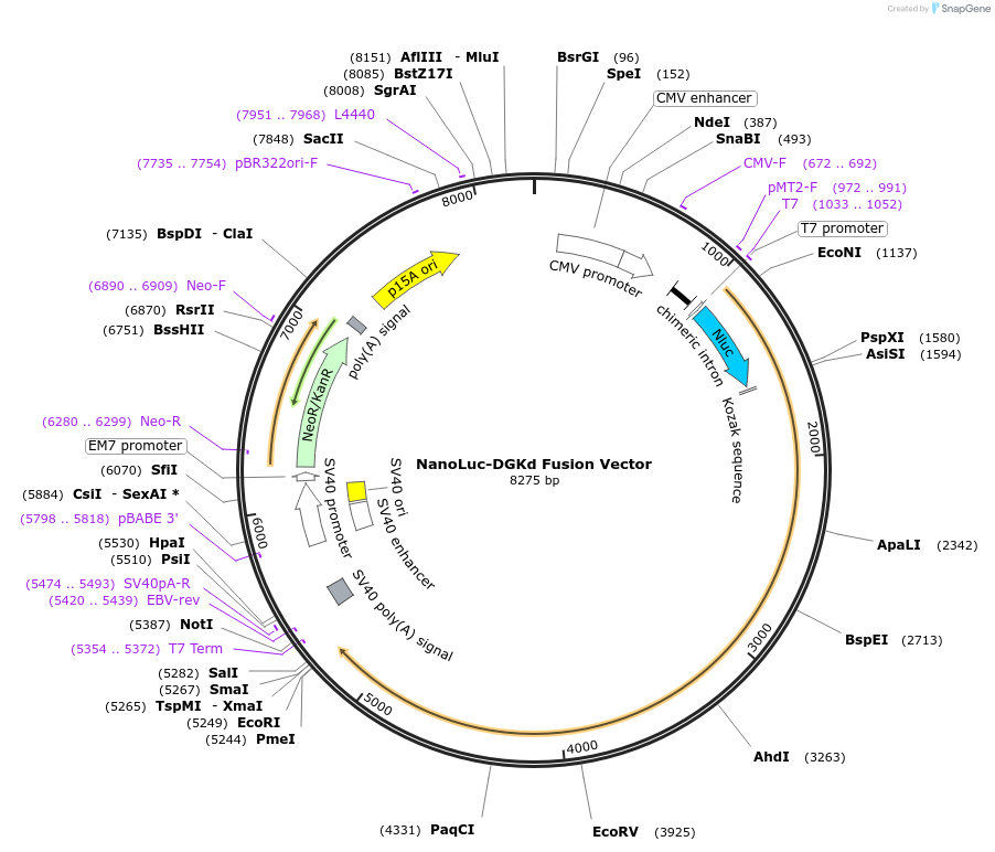 238839-plasmid-map-sequence-id-480609