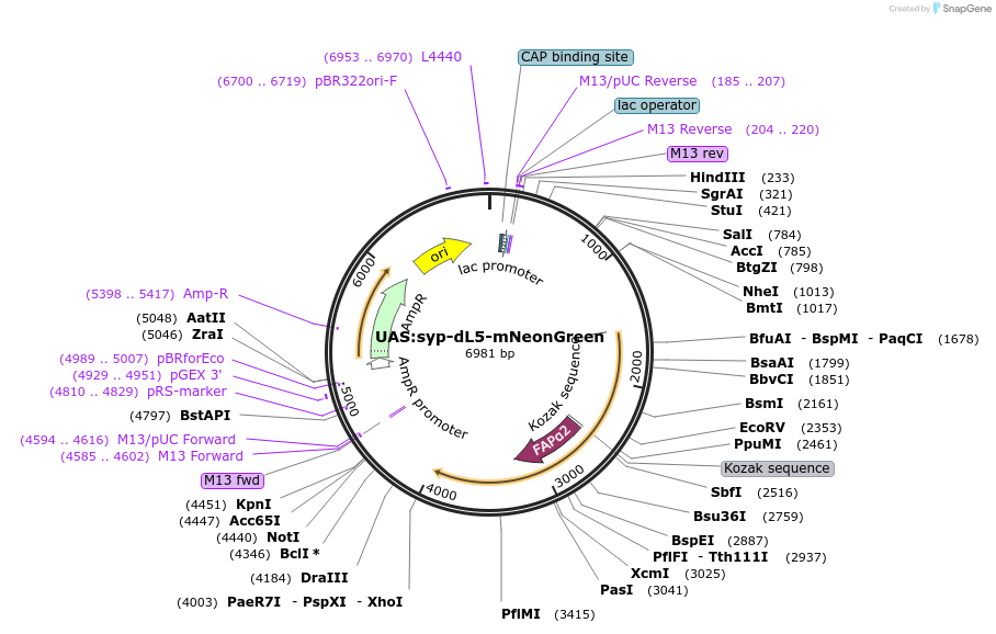 241798-plasmid-map-sequence-id-480610