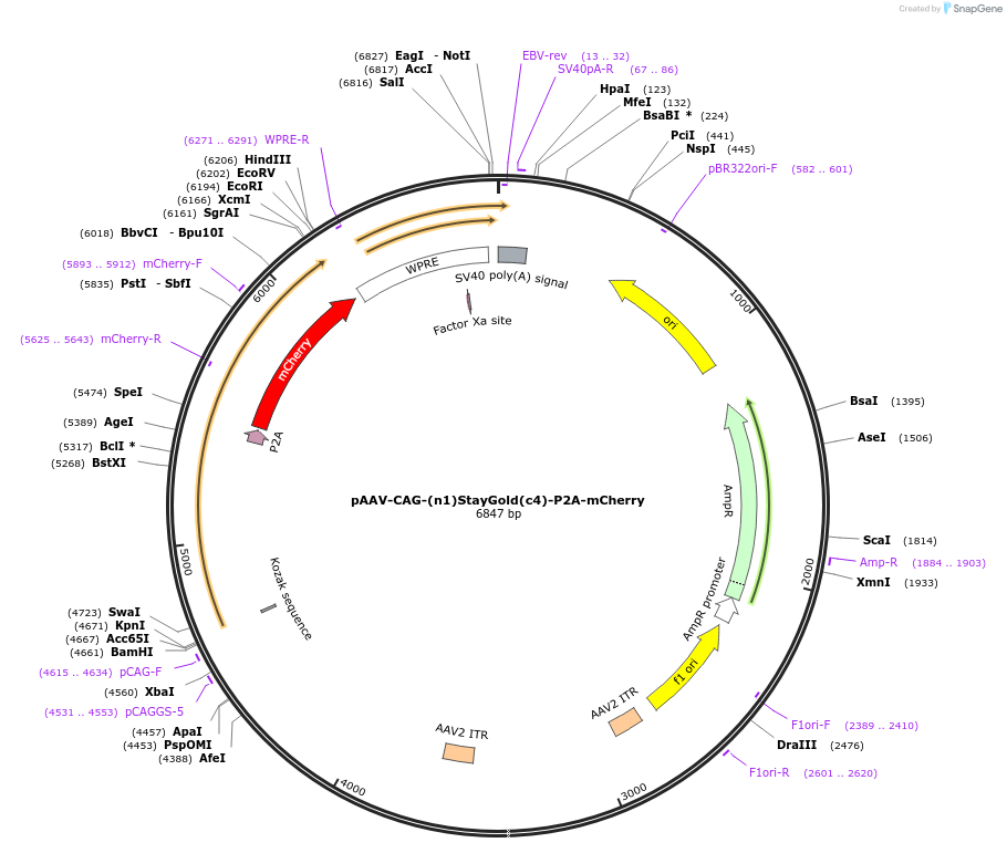 229603-plasmid-map-sequence-id-480639