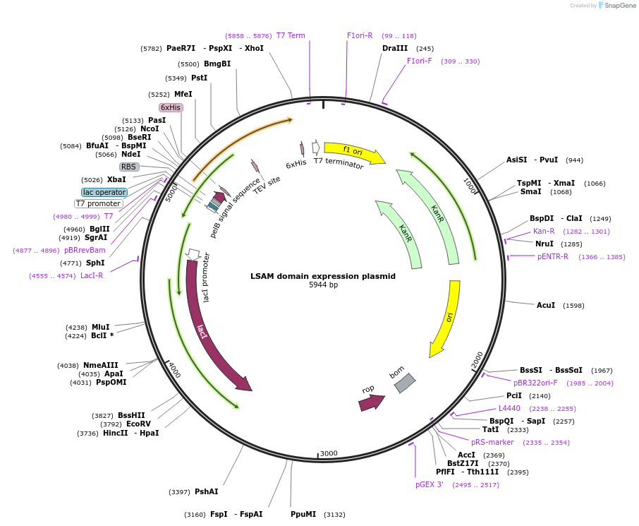 240215-plasmid-map-sequence-id-480841