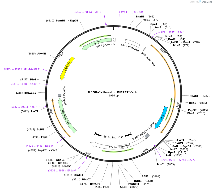 238674-plasmid-map-sequence-id-480842