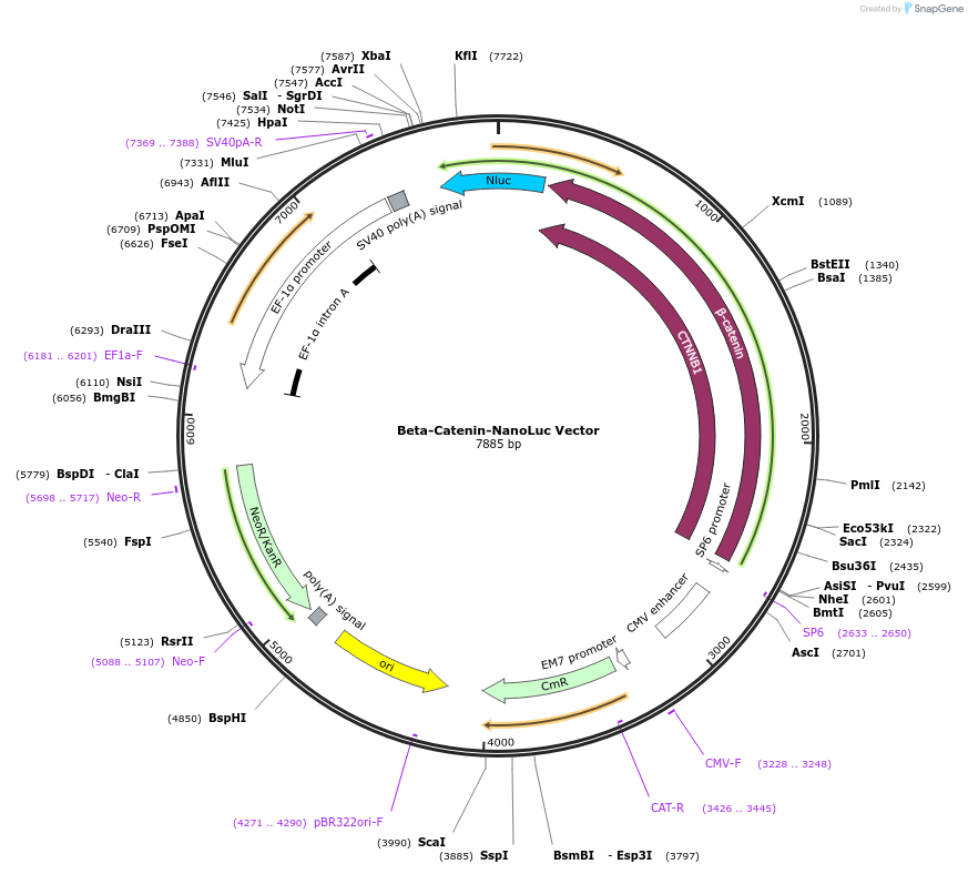 238658-plasmid-map-sequence-id-480843