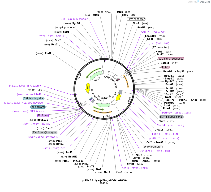 235662-plasmid-map-sequence-id-480844