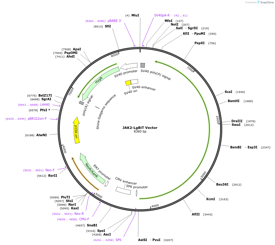 238822-plasmid-map-sequence-id-480845
