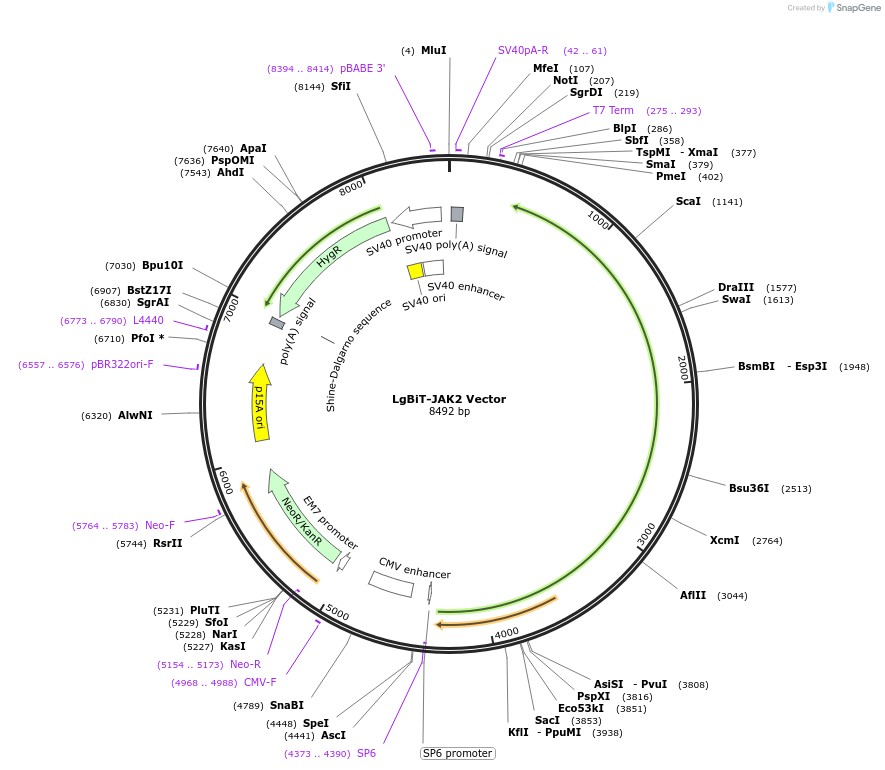 238821-plasmid-map-sequence-id-480846
