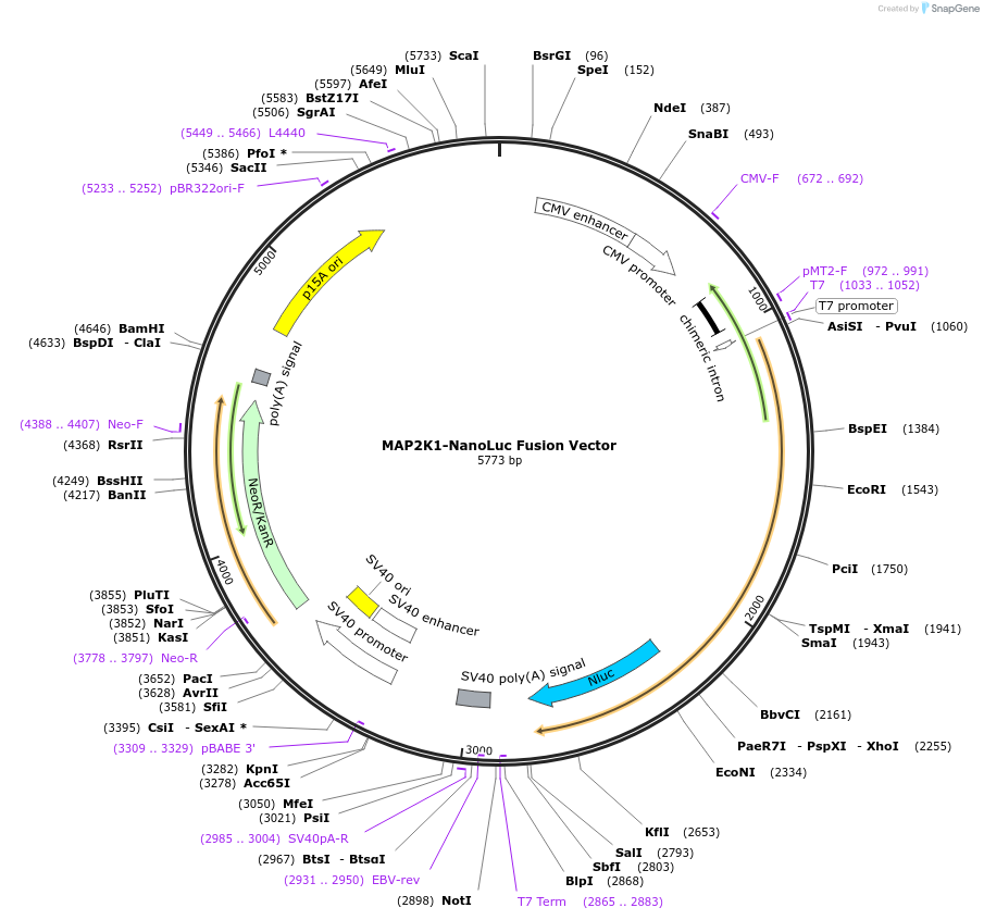 238878-plasmid-map-sequence-id-480847