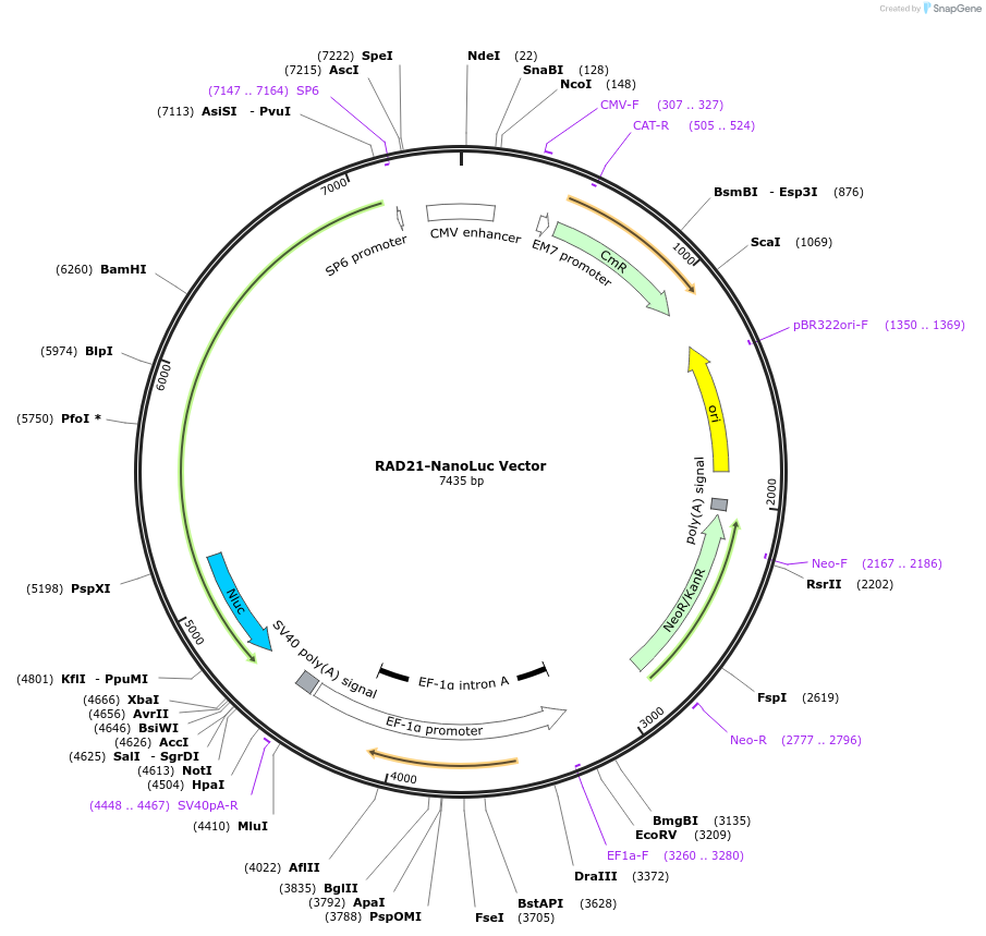 238692-plasmid-map-sequence-id-480848