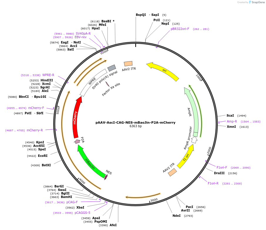 229578-plasmid-map-sequence-id-480849
