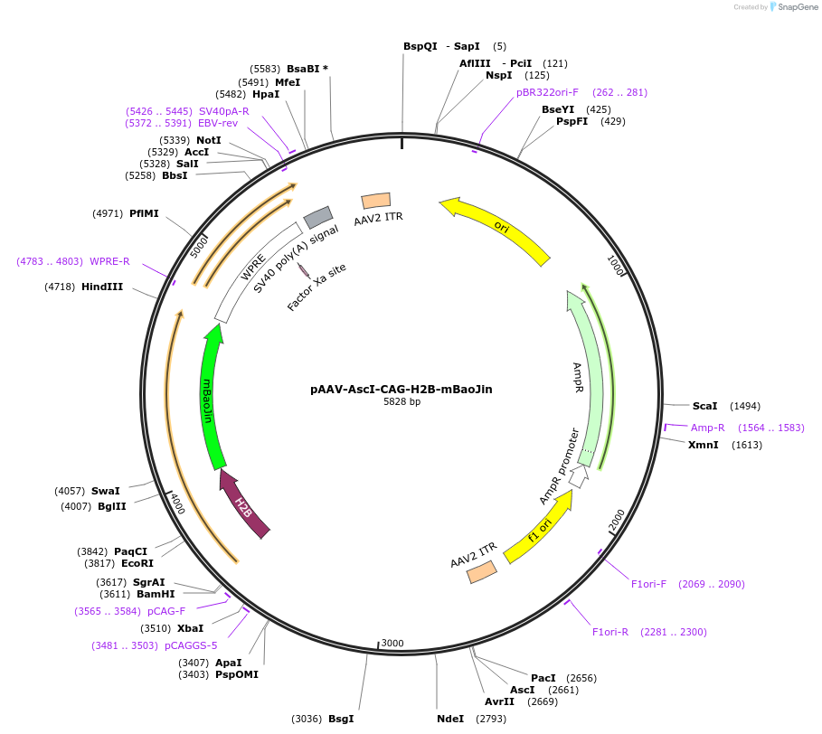 229576-plasmid-map-sequence-id-480851