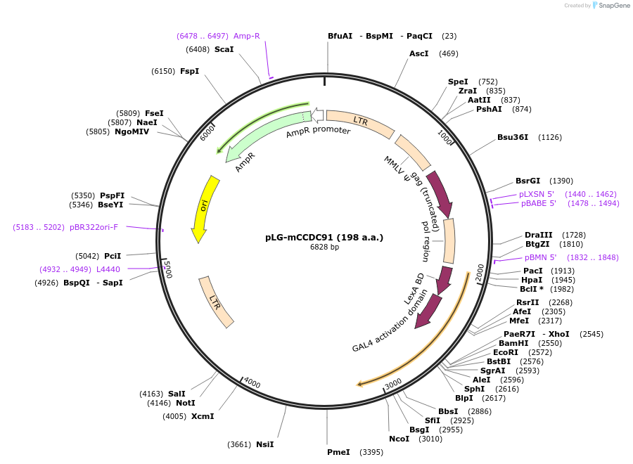 240069-plasmid-map-sequence-id-480854