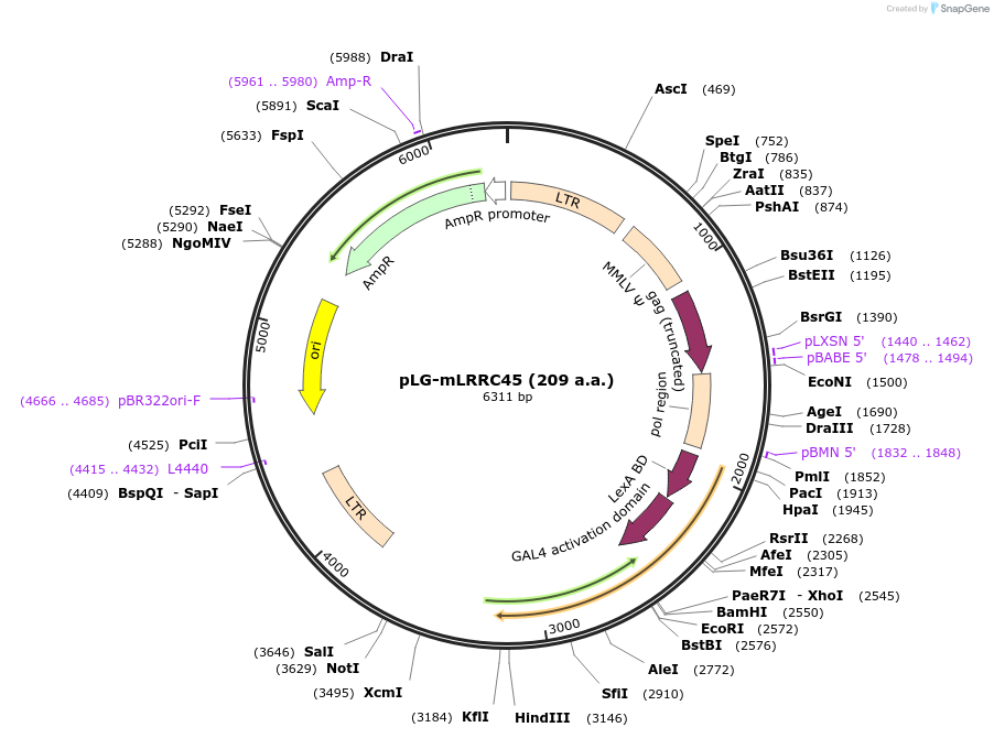 240068-plasmid-map-sequence-id-480858