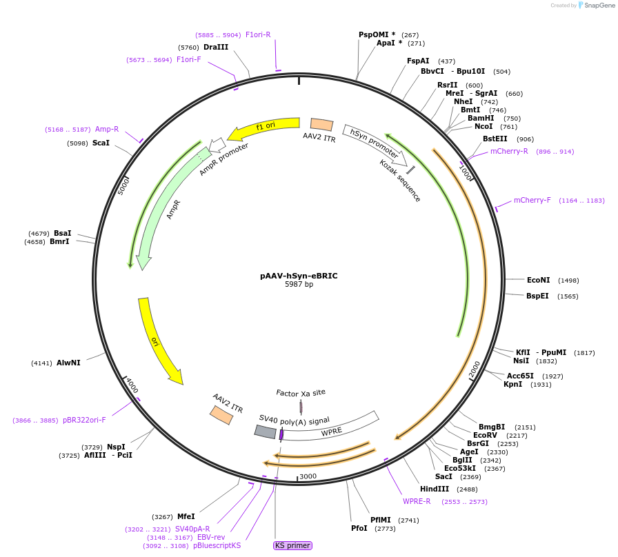 241801-plasmid-map-sequence-id-480860