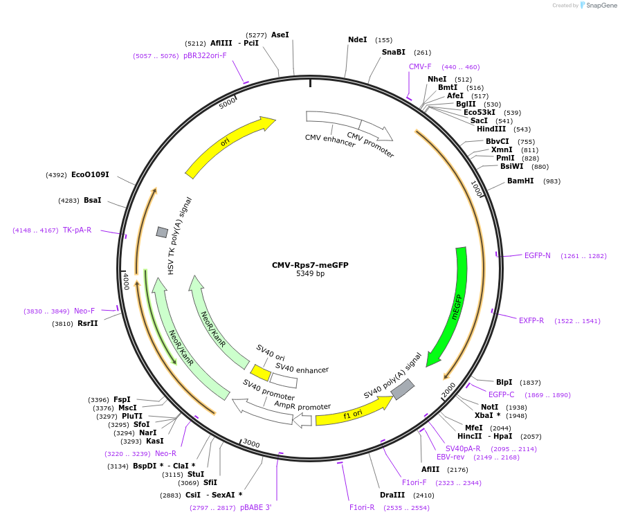 241318-plasmid-map-sequence-id-480861
